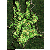 ro_map_pay_fild02